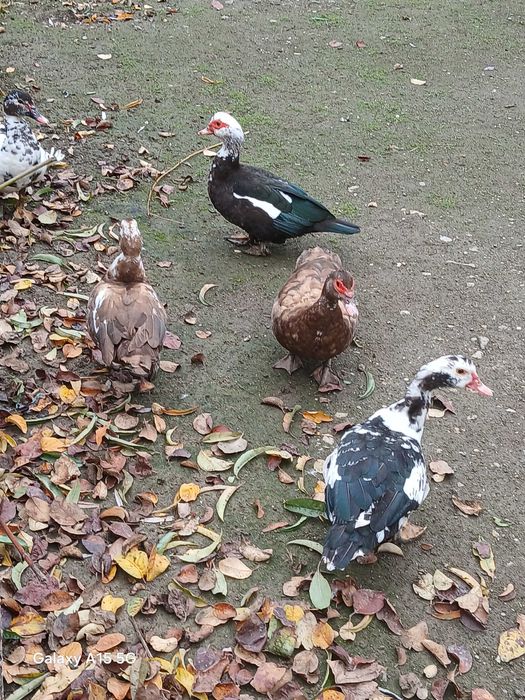 Rațe mute de anu acesta