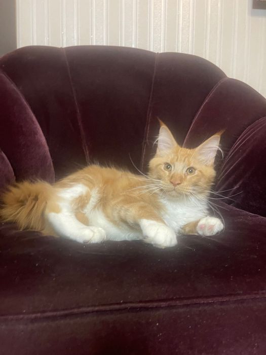 Maine Coon cu părinții campion