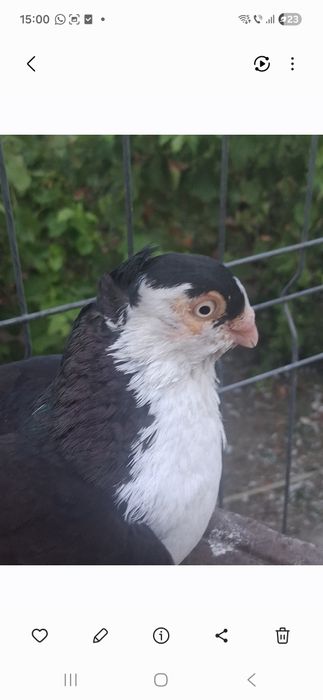 Porumbei jucatori mai multe rase