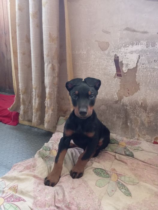 Продоётся щенок доберман