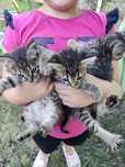 Подаряват се котенца