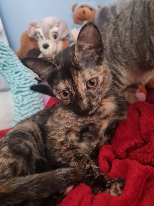 Женско костенурково коте търси дом