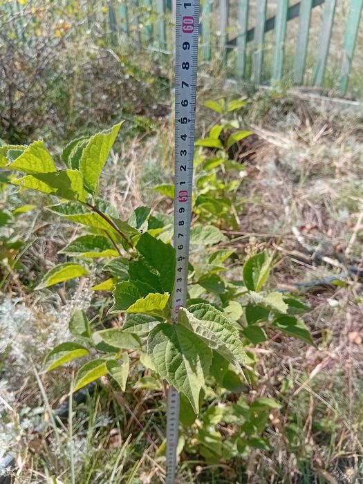 Жасмин (чубушник) саженцы