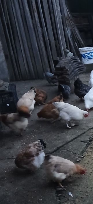 Pasari si pui de casa