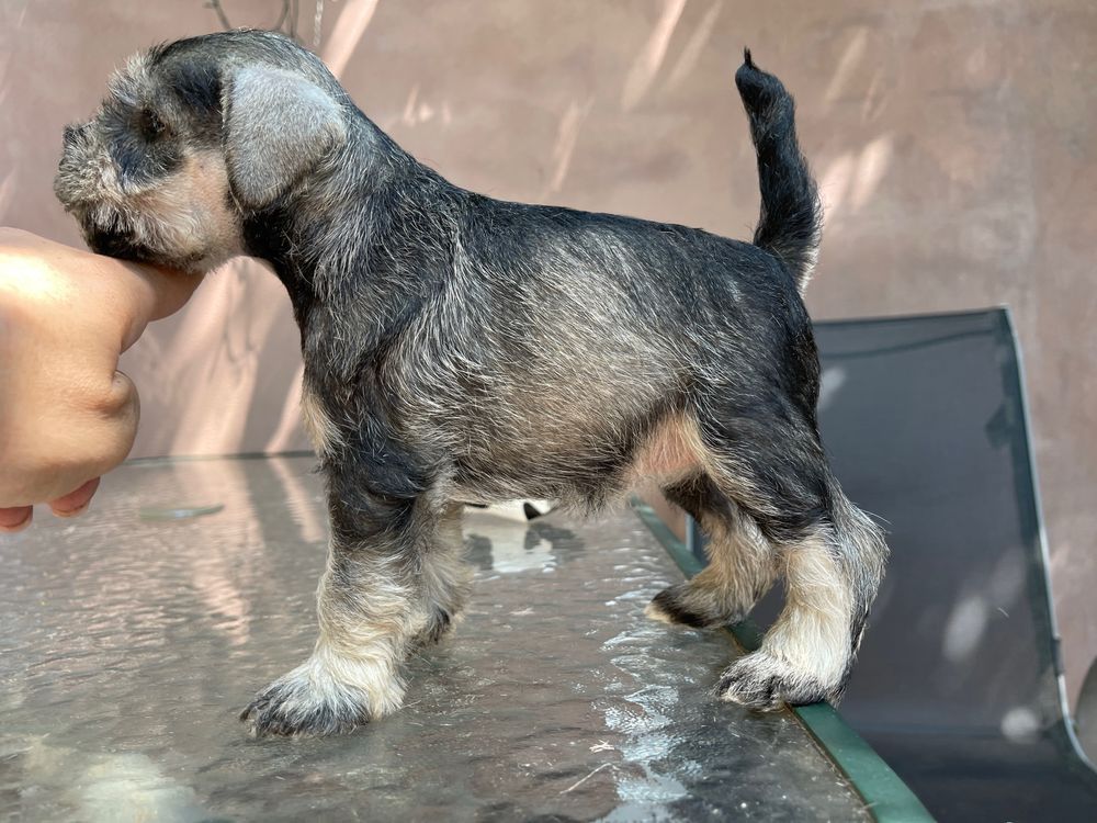 Schnauzer pitic cu pedigree