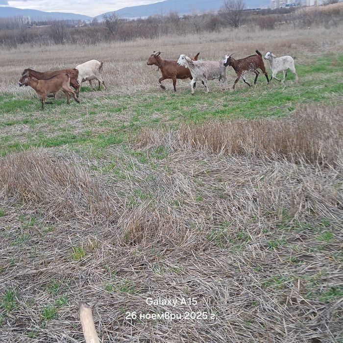 Продавам продавам редовни бременни кози