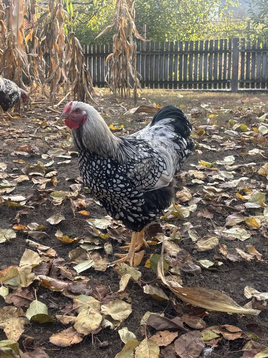 Vand cocosi wyandotte argintiu