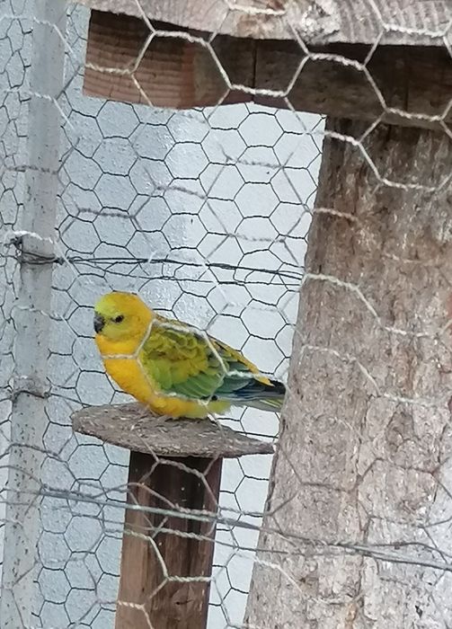 Vând papagali cântători