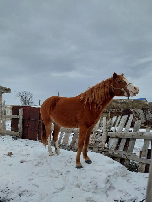 3рет төлдеген бие сатылады ПОЛУКРОВКА  жуас төлдері ірі