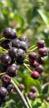 Vand aronia , producție bio