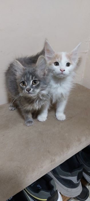 Отдам котят в хорошие руки