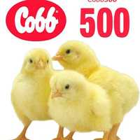 Цыплята броллеры Кобб 500