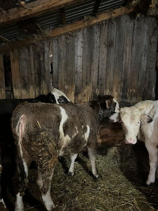 Vând doi viței și doua vițele