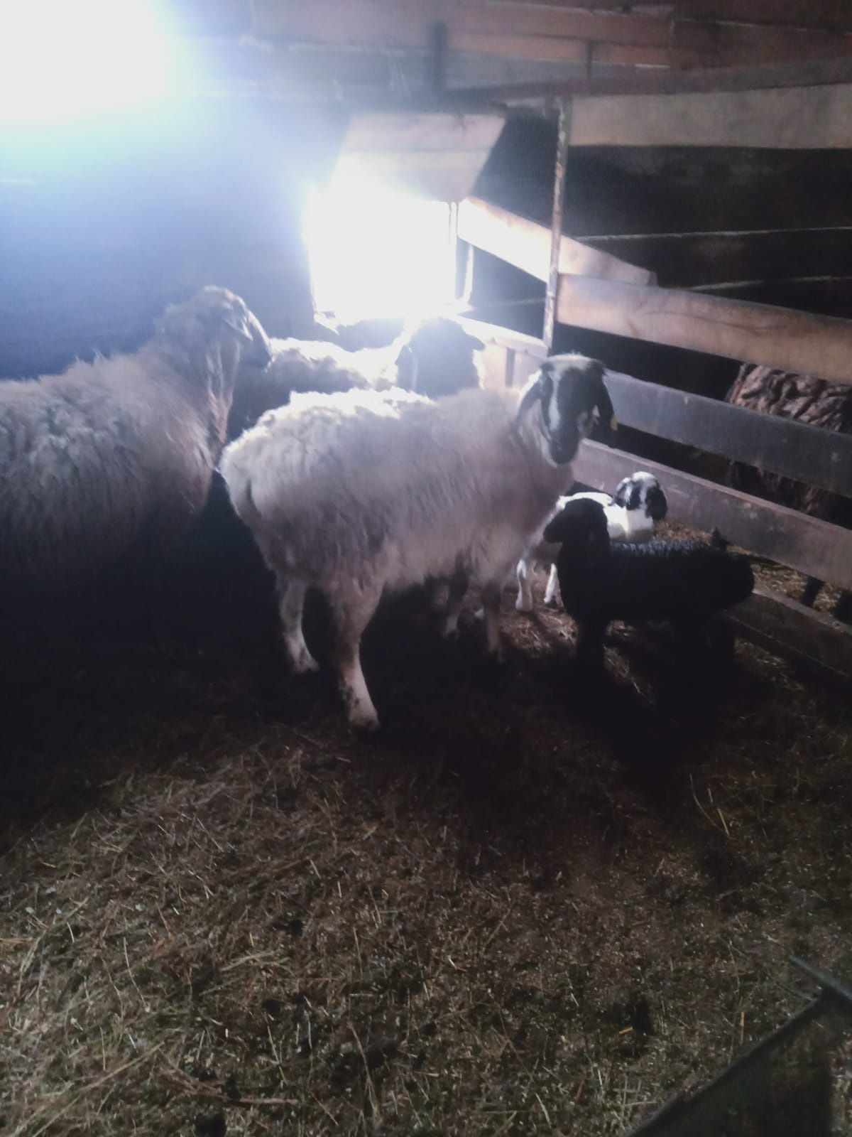 Продам крупных овцы маток