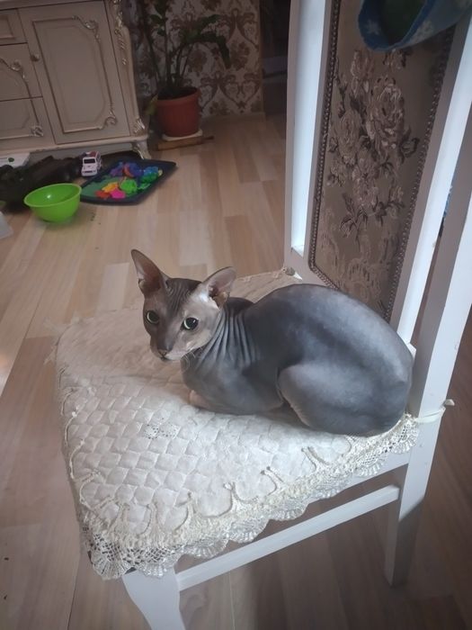 Канадский сфинкс