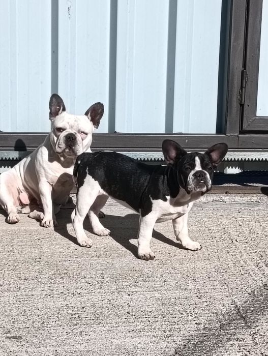 Donez doua femele bulldog