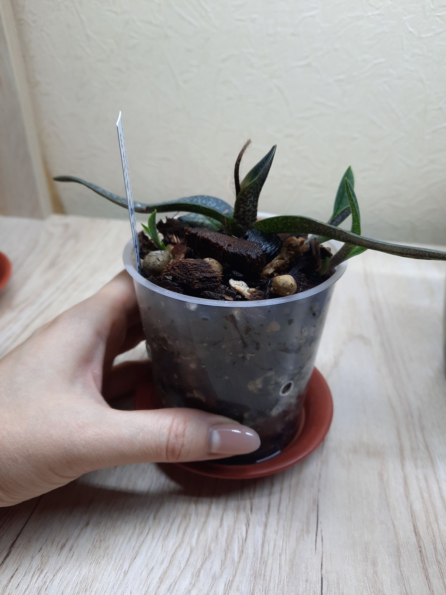 Орхидея-башмачок Paphiopedilum Micranthum