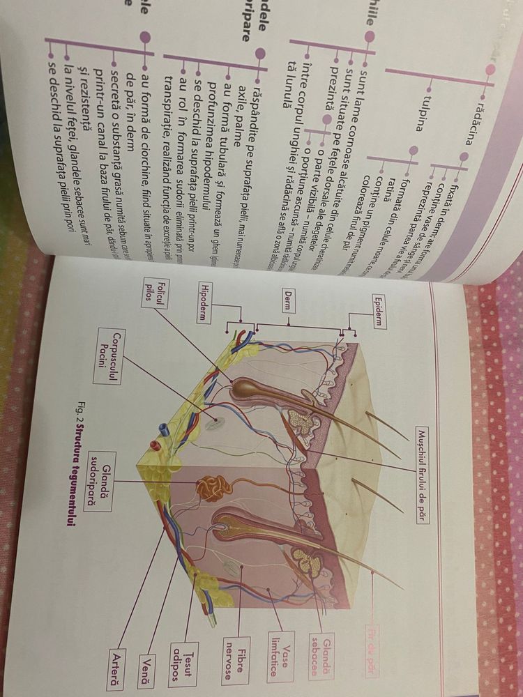 Vand Pachet anatomie biologie