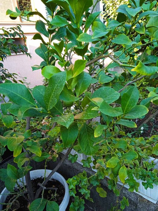 Продавам лимон,бенджамин,китайска роза