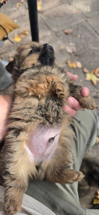 Подарявам 4 бр малки кученца