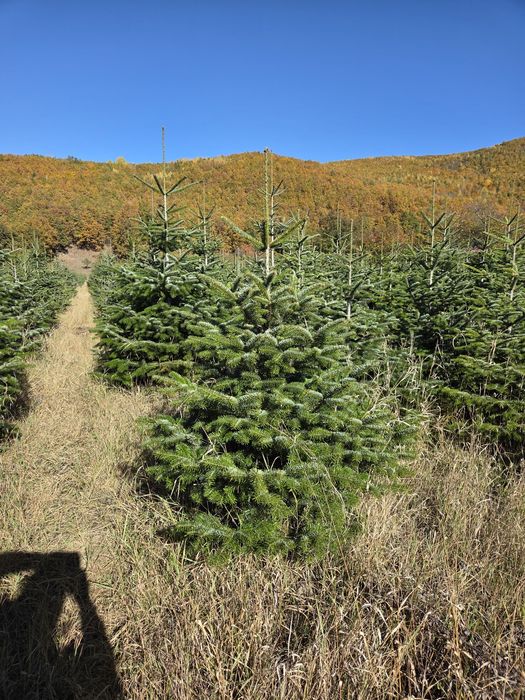 Vand Brazi Arginti și Verzi
