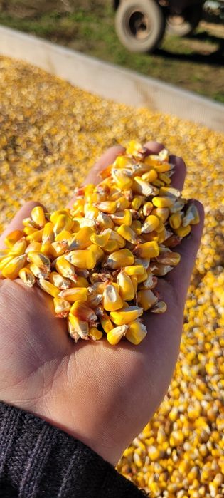 Vand ORZOAICA si Porumb