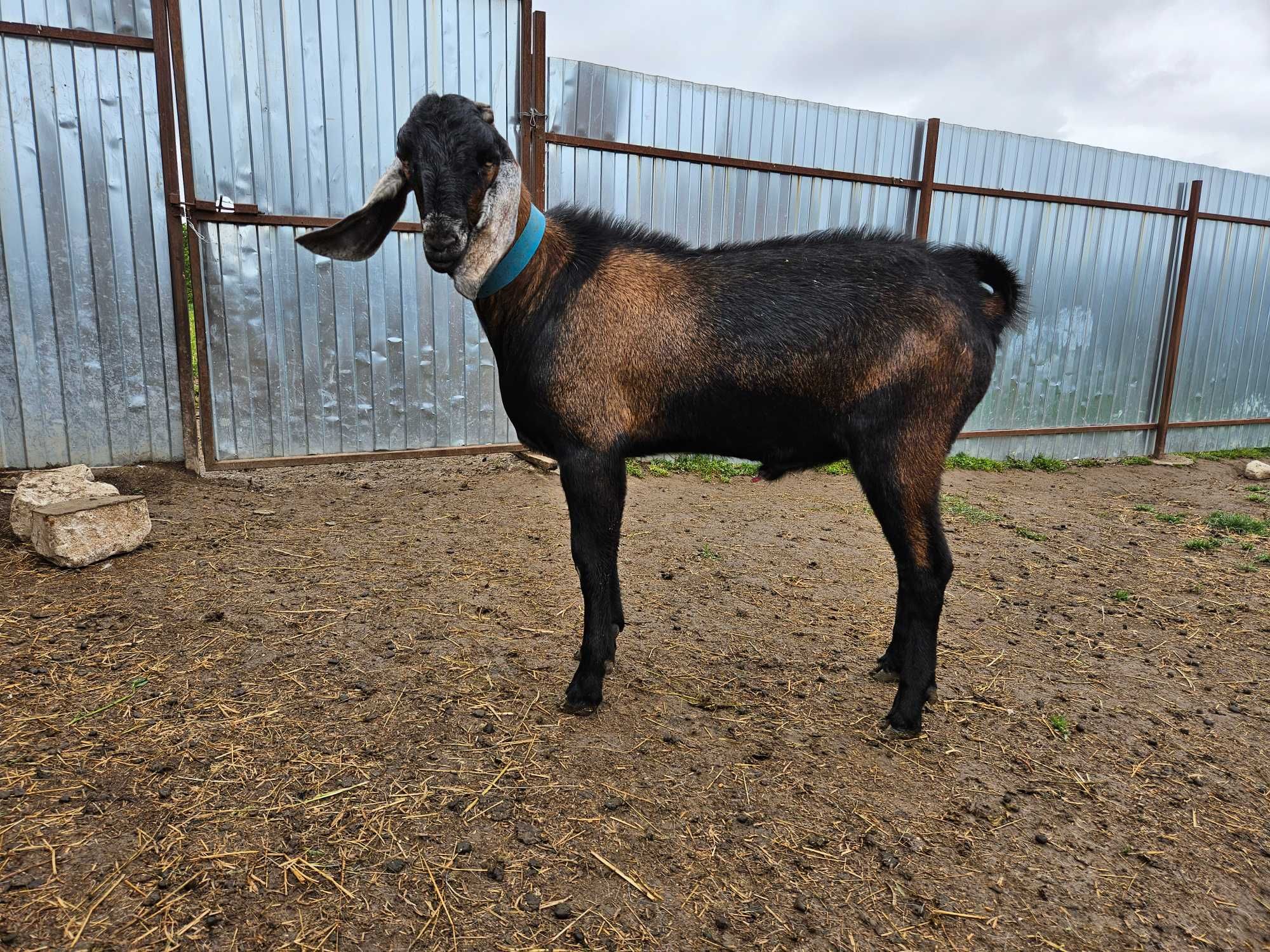 Țap Anglonubian de vânzare