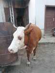 Vaca balta romaneasca