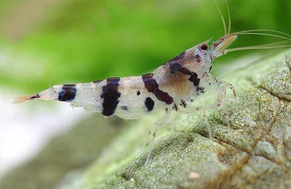 Креветка тигр Енот / Caridina sp. Raccoon tiger