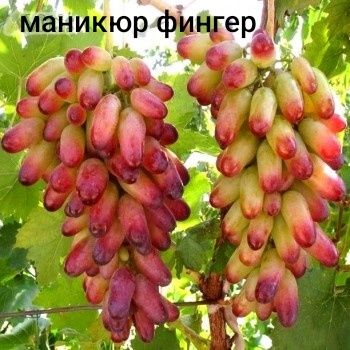Виноград АВАТАР.