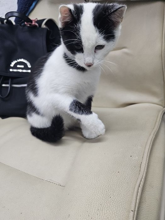 Малко котенце момиче.