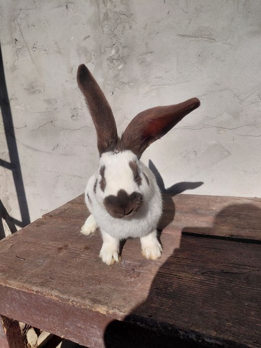 Disponibili 3 masculi fluture german 4 luni