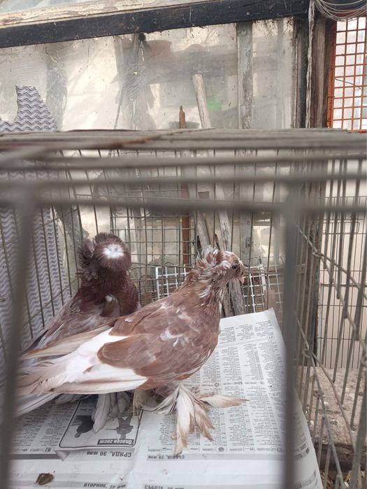 Немски Барабанчик Динкеши