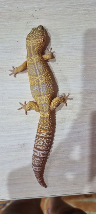 Гекон Эублефар самец