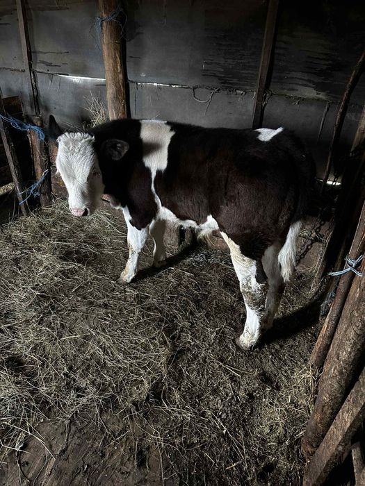 vand vitel albastru belgian
