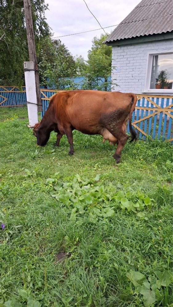 Продам хорошую корову