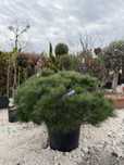 Plante ornamentale-pin/leylandi/salcie/palmier cycas/euonymus/photinia