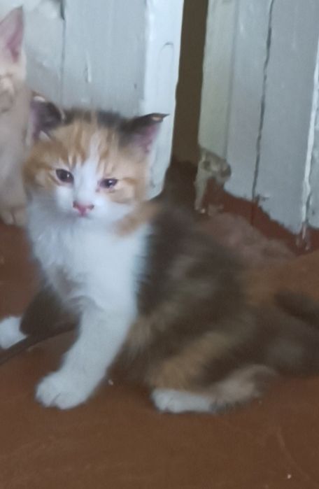 Домашний котенок в добрые руки