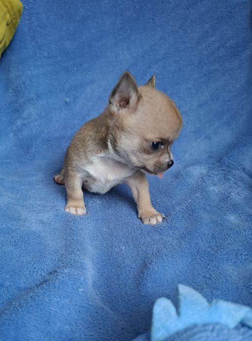 Chihuahua mini baiat cu acte