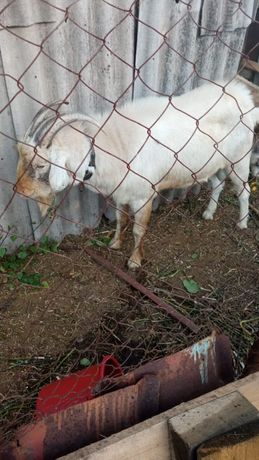Продам козлят и козачку есть взрослый козел молочной породы в апреле б