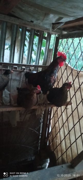 Товуклар ва Хуроз