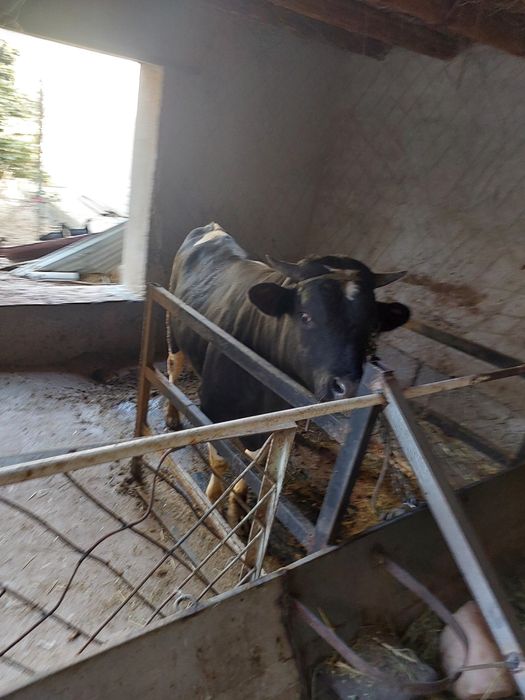 Buqa sotiladi tez va arzon