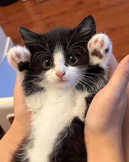 Siberiana de pădure