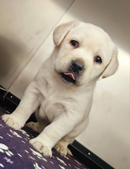 Labrador retriver pedigree