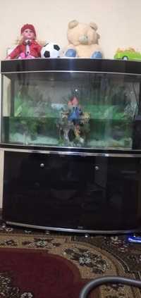 Akvarium аквариум