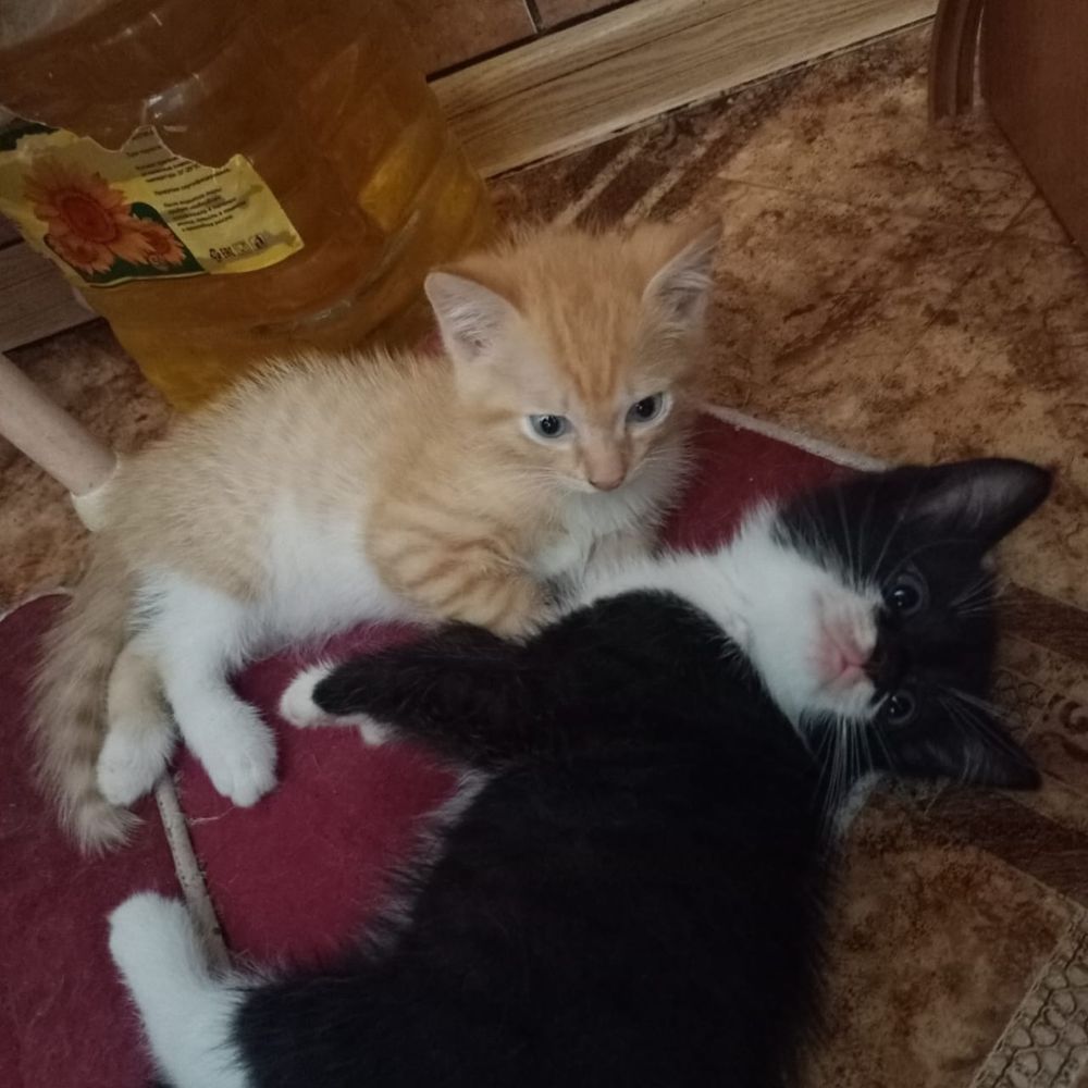 Отдам котят в добрые руки