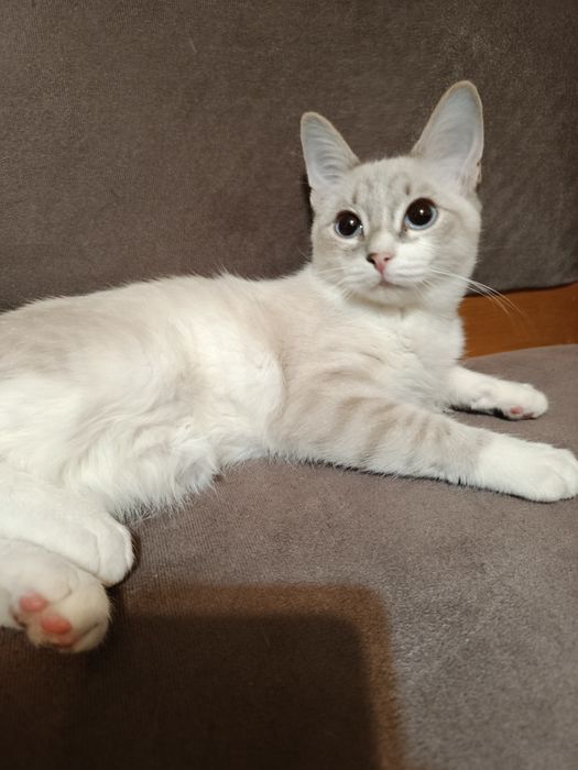 Котята ищут свою семью мальчики 2 месяца