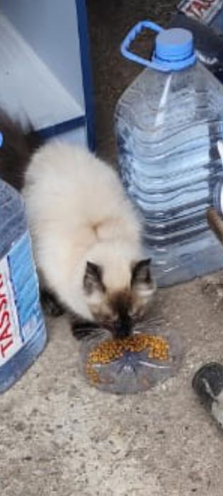 Сиамская кошка ищет дом. Кормим на гаражах.