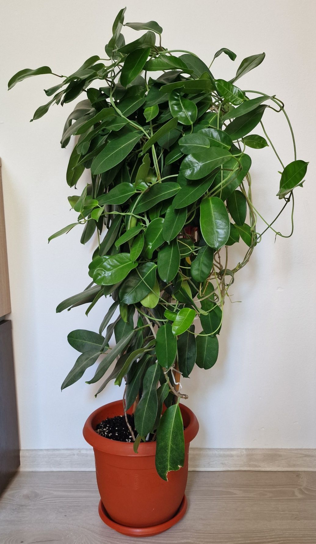 Planta Stephanotis de 90 cm