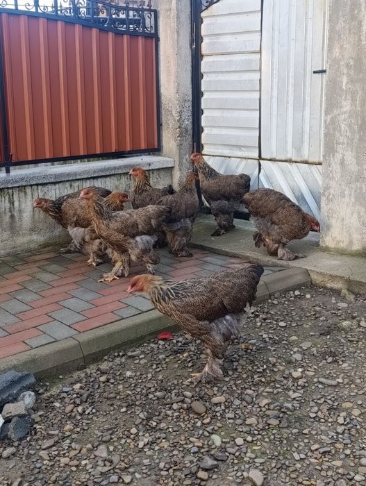 Puicute Brahma 6+1 cocos potarnichiu